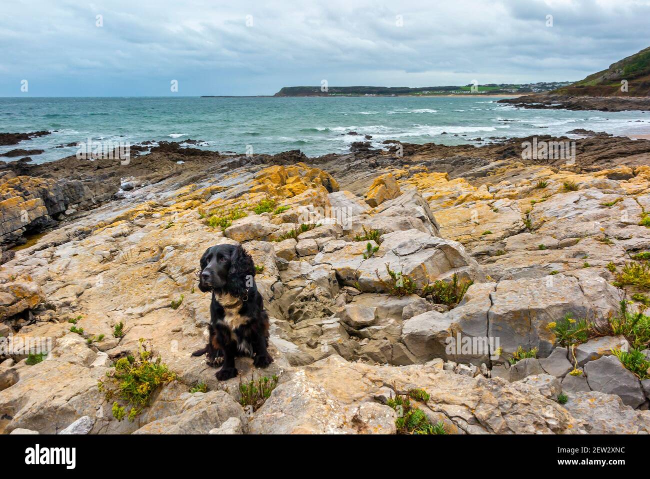 Cocker lavoro spaniel cane con capelli neri e petto bianco su una spiaggia rocciosa guardando in su con l'espressione di allarme sul suo volto. Foto Stock