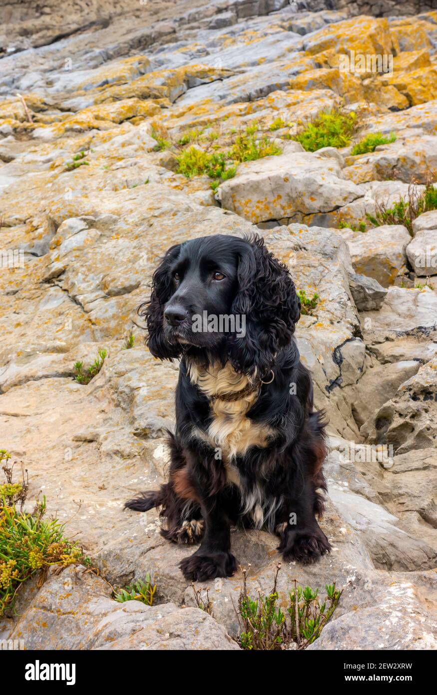 Cocker lavoro spaniel cane con capelli neri e petto bianco su una spiaggia rocciosa guardando in su con l'espressione di allarme sul suo volto. Foto Stock