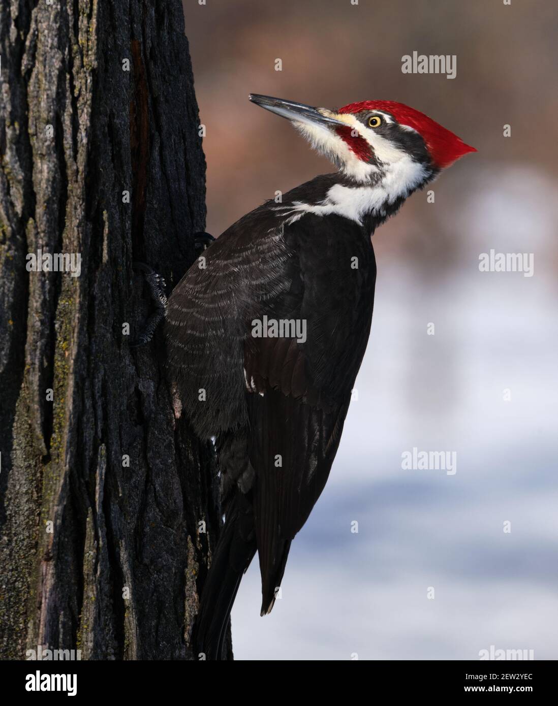 Picchio Pileated (Dryocopus pileatus), appollaiato su un tronco di albero circa a toccare con becco Foto Stock