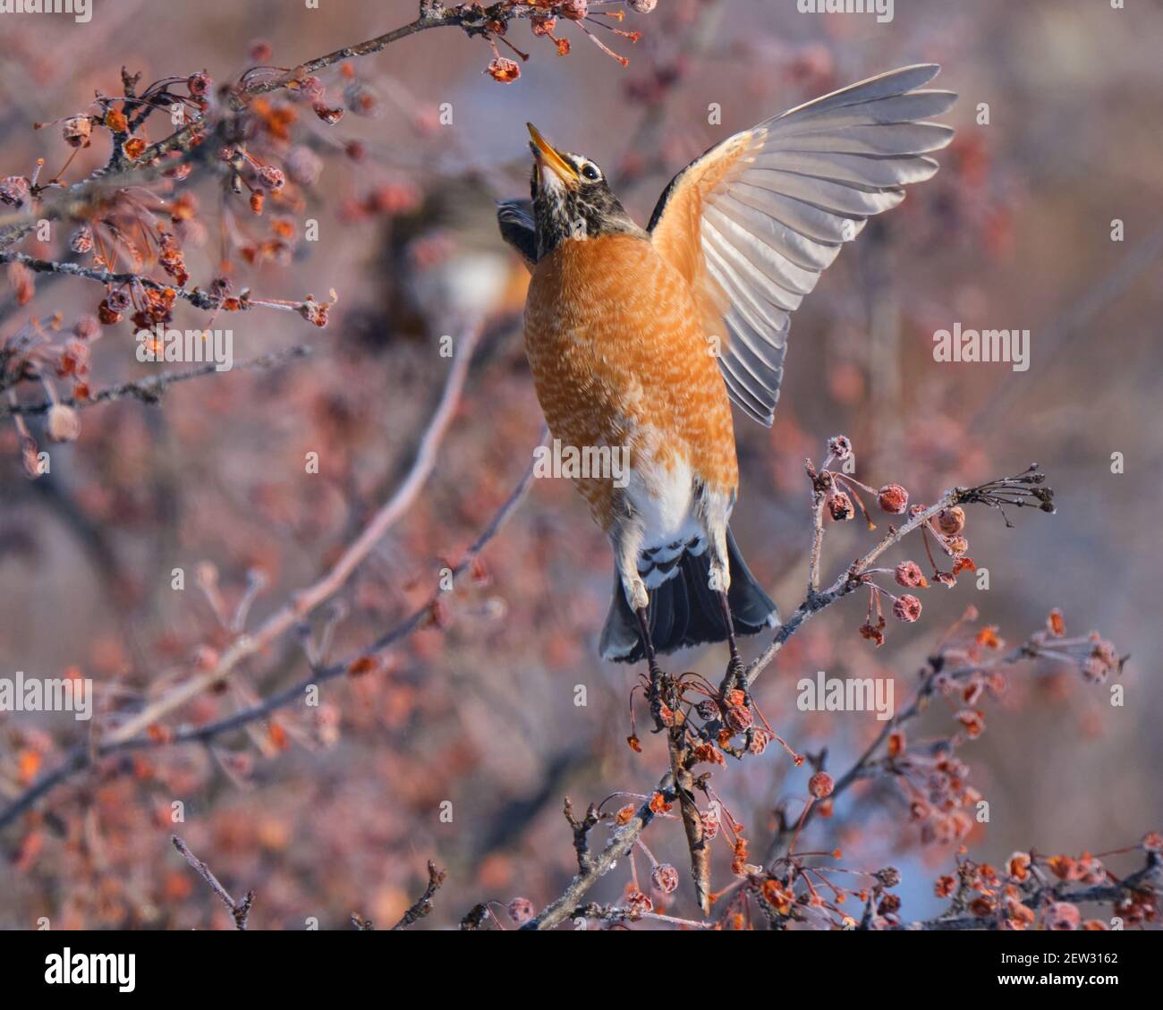 American Robin, Turdus migrratorius, su bacche completamente striato raggiungendo per aprire le ali di ramo Foto Stock