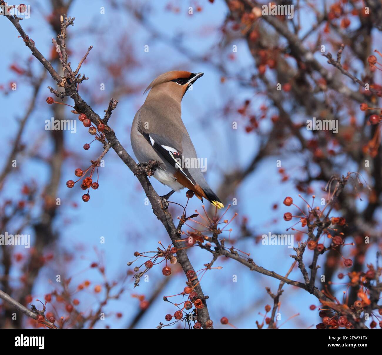 Un'ala boema, Bombycilla garrulus, arroccata su un ramo di albero Foto Stock