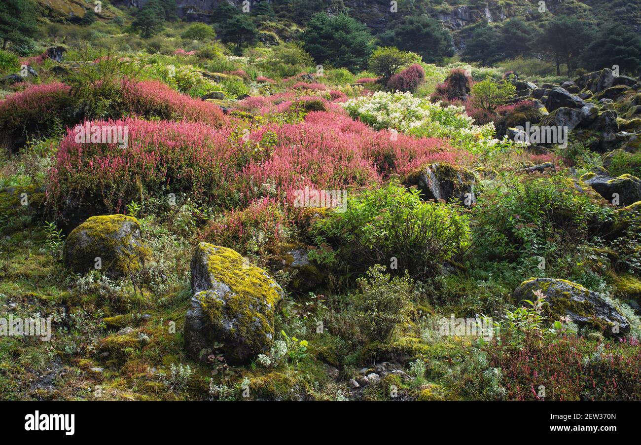 Fiori selvatici in piena fioritura in aspro paesaggio montano con roccia e altre piante in estate vicino a Tawang, Arunachal Pradesh, India. Foto Stock