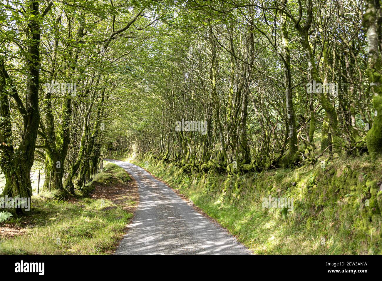 Una corsia nel Parco Nazionale di Exmoor vicino a Oare Post, Somerset UK Foto Stock