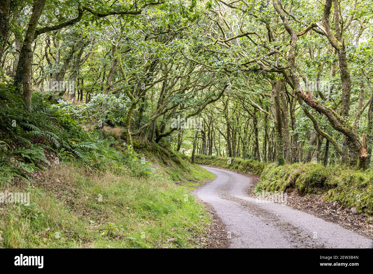 Una corsia nel Parco Nazionale di Exmoor vicino a Oare Post, Somerset UK Foto Stock