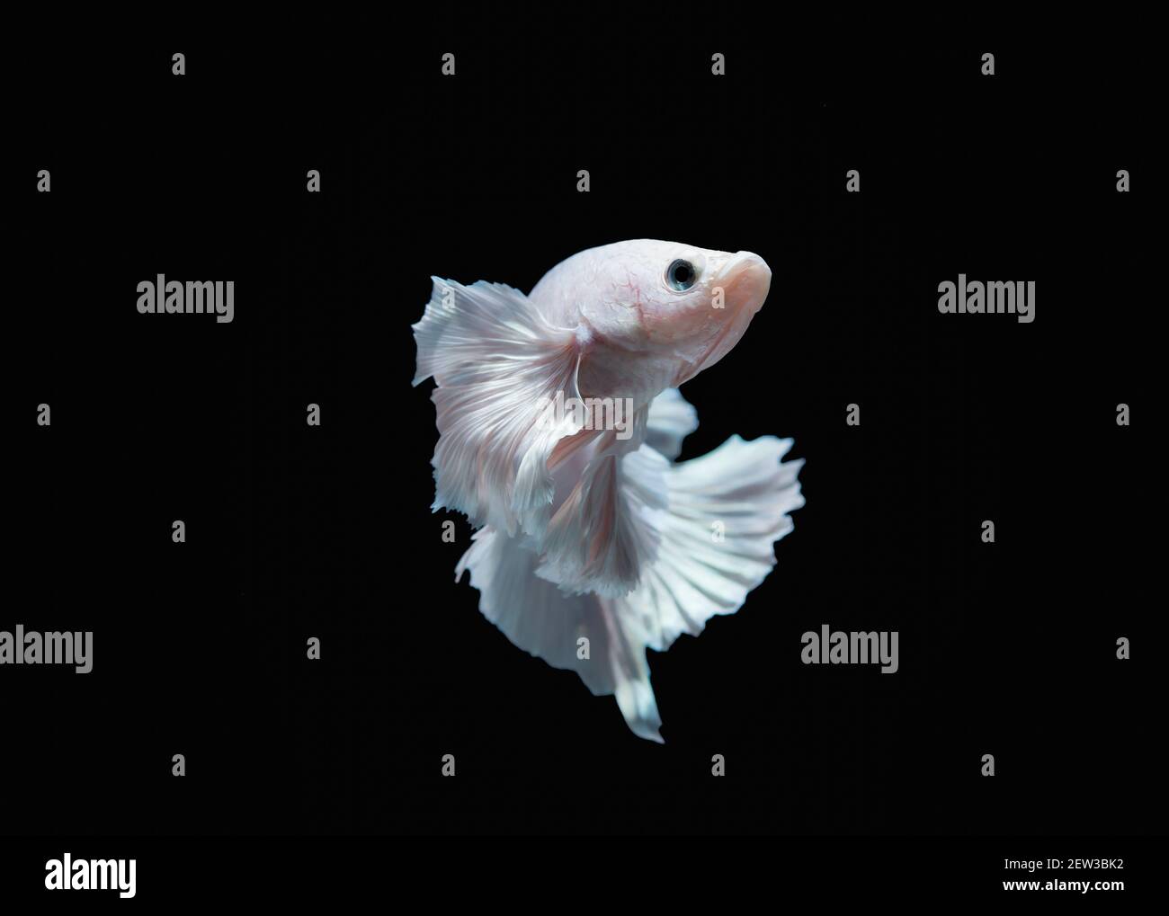 Betta o pesci da combattimento sono splendidamente bianchi in primo piano, utilizzati per cuocere le immagini e le immagini di sfondo. Foto Stock