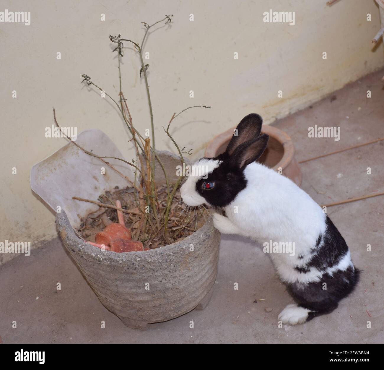 Un coniglio o coniglietto che cerca qualcosa mentre si appoggia su un pentola Foto Stock