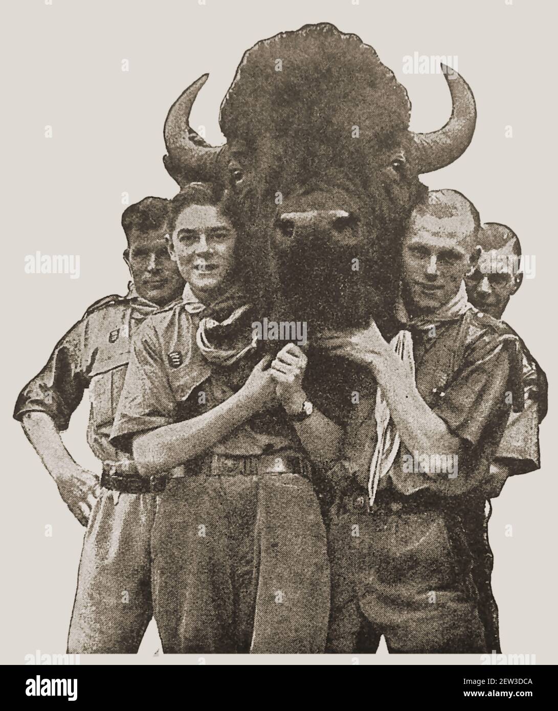 Una foto stampa di 1929 mostrando (inglese?) Rover Scouts che trasportano una testa di bufalo (Bison) dal parco nazionale in Ottowa presentato loro dal comandante canadese Foto Stock
