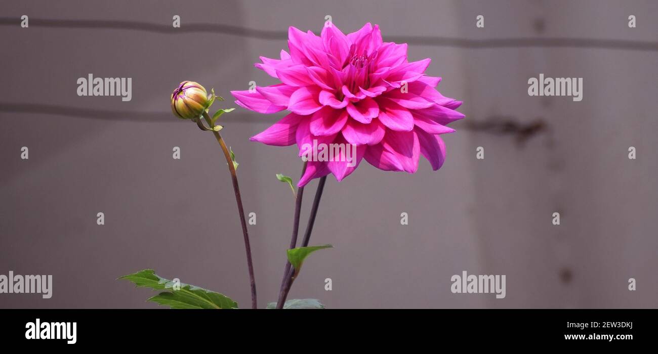 Primo piano di Dahlia, un genere di piante con grandi fiori dai colori vivaci Foto Stock