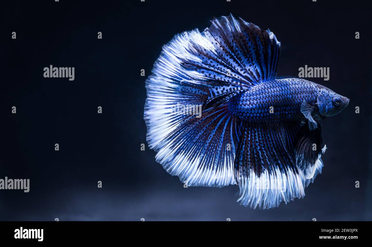Betta pesce lotta blu, isolato su uno sfondo nero, un bel animale domestico. Foto Stock