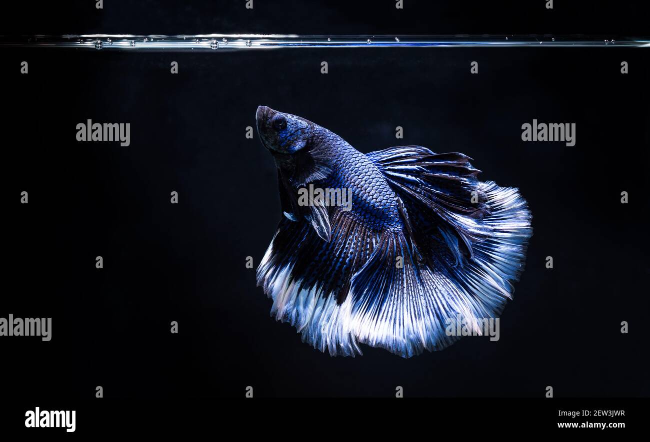 Betta pesce lotta blu, isolato su uno sfondo nero, un bel animale domestico. Foto Stock