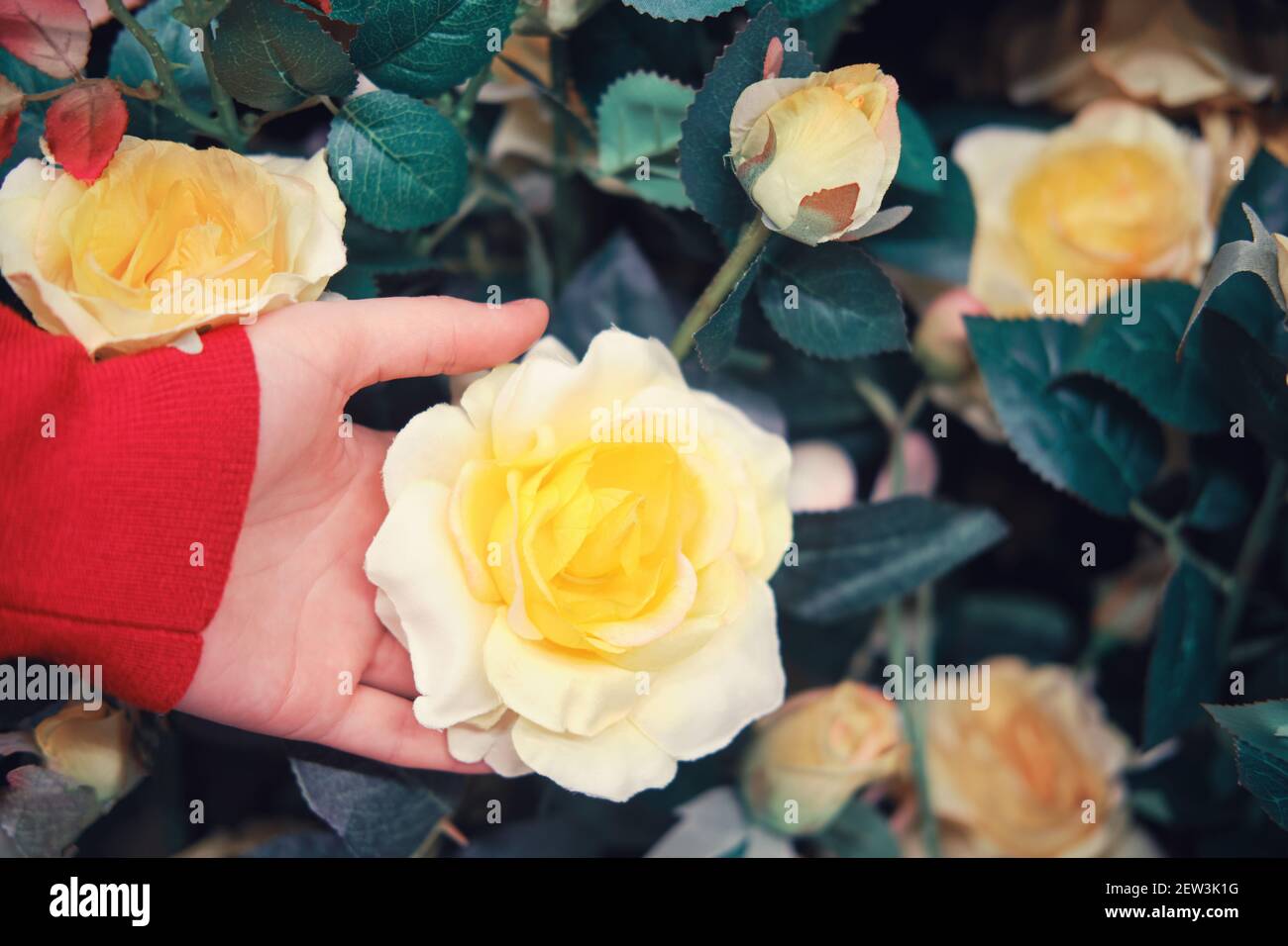 Una mano donna con una grande rosa artificiale gialla, un primo piano  gemma. Fiori artificiali e rose che sembrano veri Foto stock - Alamy