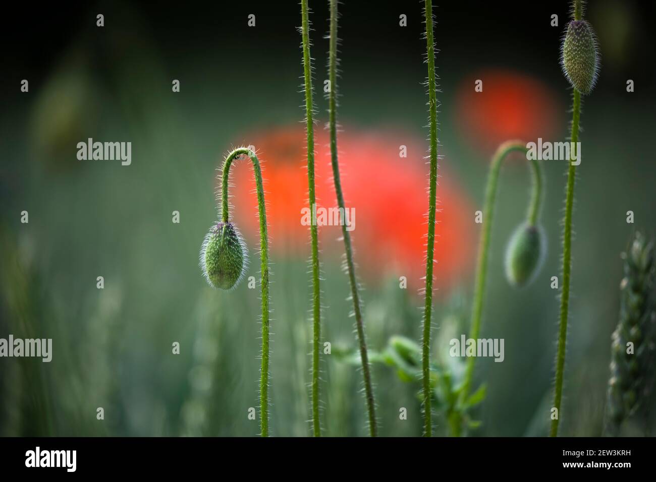 Papavero comune (Papaver rhoeas), valle del Nord Tyne, Northumberland, Regno Unito Foto Stock