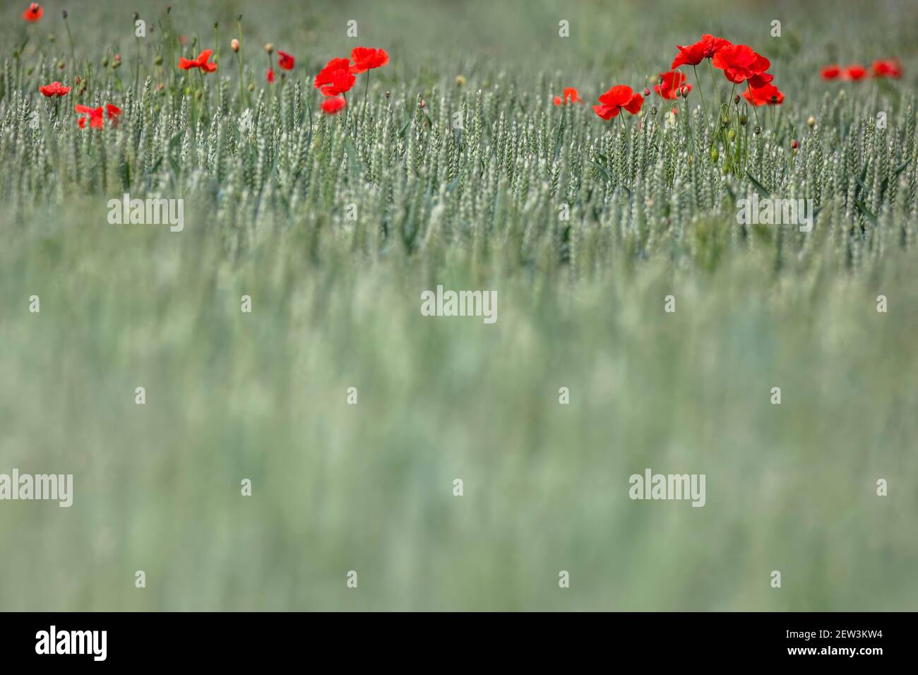 Papavero comune (Papaver rhoeas) coltivato in coltura di orzo (Hordeum vulgare), valle di Tyne del Nord, Northumberland, Regno Unito, Foto Stock