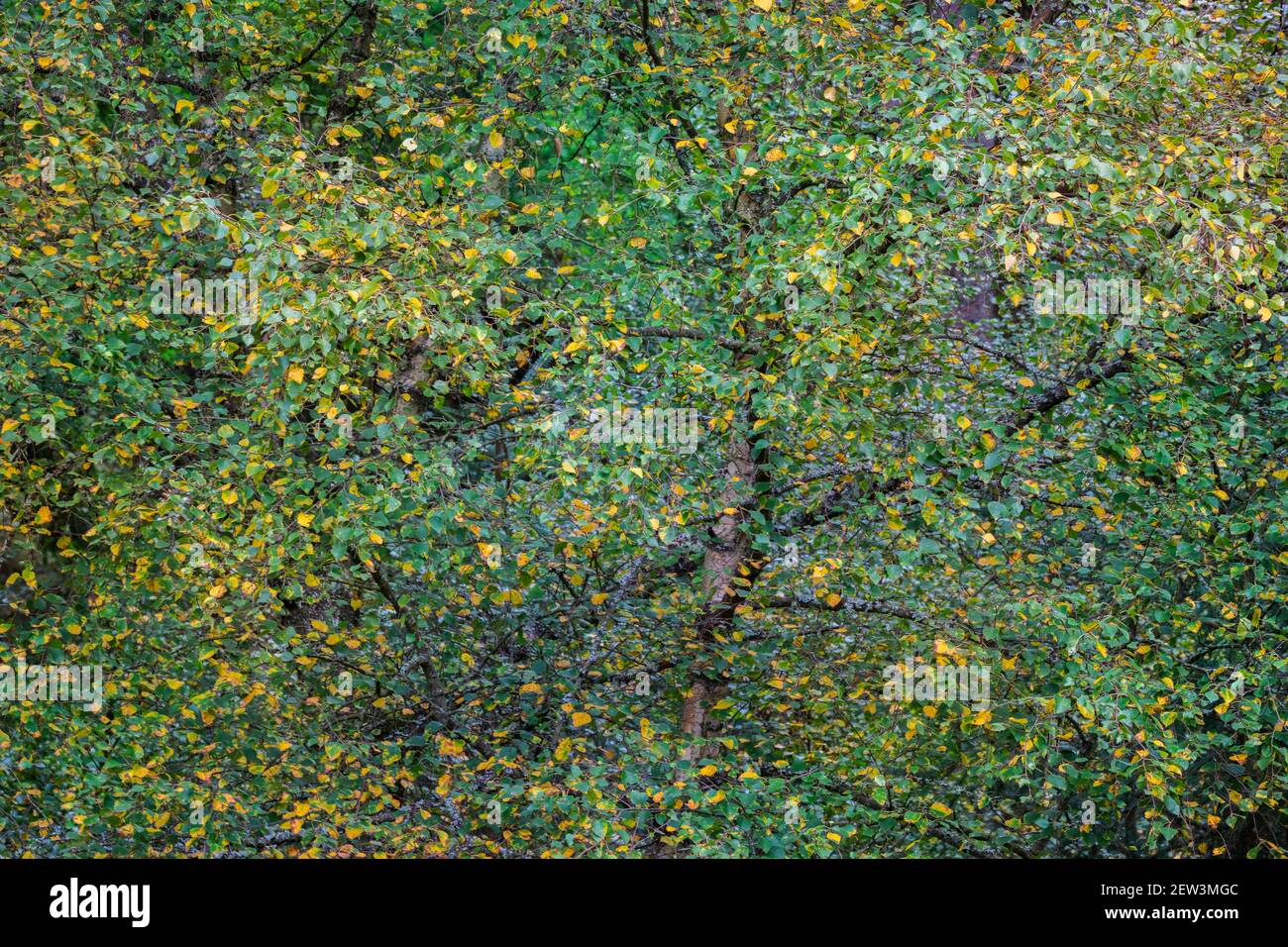 Fogliame, Sidwood, Kielder Forest, Northumberland National Park, Regno Unito, Novembre 2020 Foto Stock