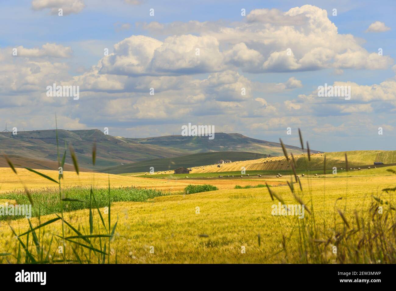 Primavera.tra Puglia e Basilicata: Paesaggio collinare con campi verdi.ITALIA. Campagna primaverile con spighe immature di mais. Foto Stock