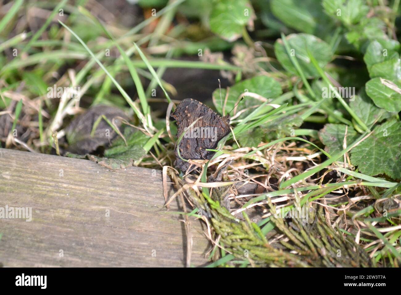 Pavone Butterfly Hiding in erba / foglie - camuffato sotto - Inachis io - Insect - multicolore - Winter Sunny Giorno - Filey - Yorkshire UK Foto Stock