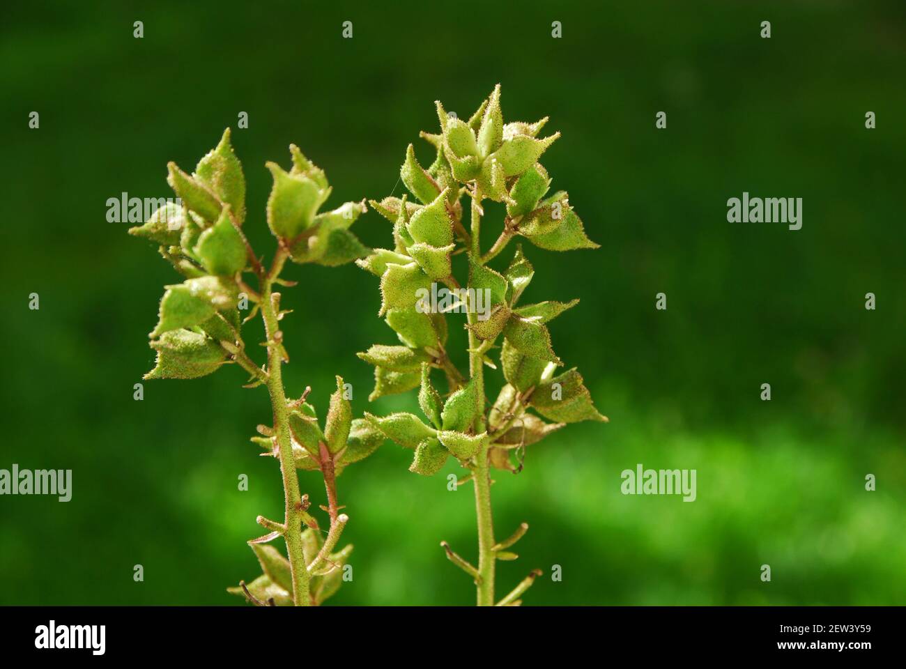 Cespuglio che brucia Mosè, albus dichamnus, capsula di seme Foto Stock