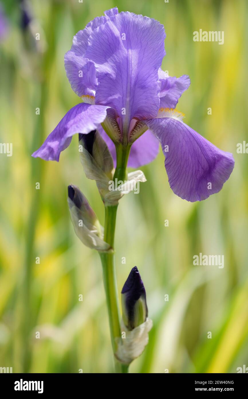 Iris pallida 'variegata' conosciuto anche come la Grande bandiera viola e Dalmation iris. Foto Stock