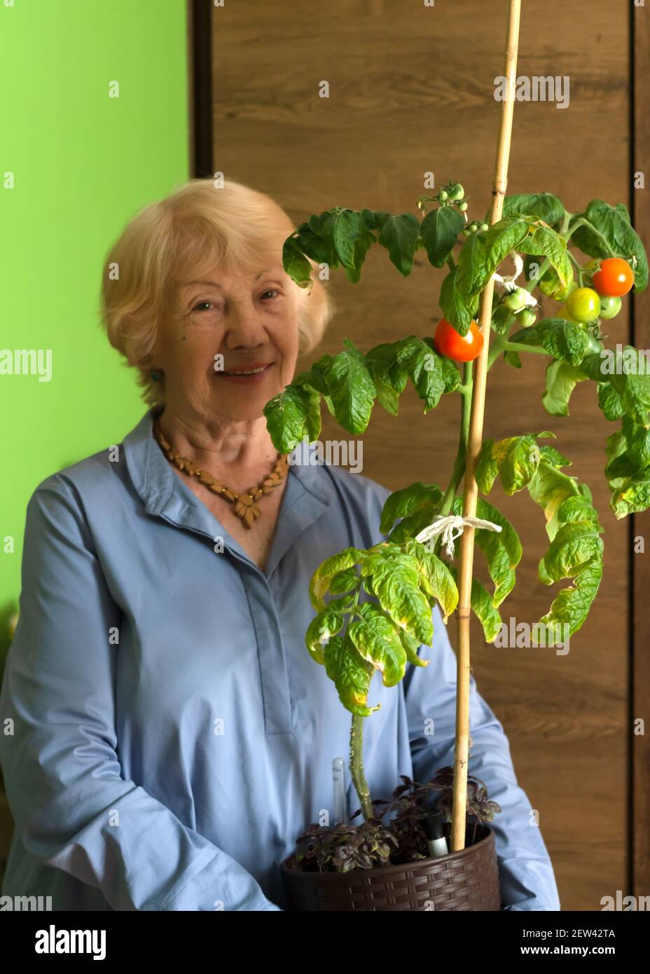 Una signora anziana intelligente tiene una pentola di pomodoro coltivato in casa nelle sue mani. Pomodori biologici coltivati sul davanzale. Giardinaggio domestico. Foto Stock