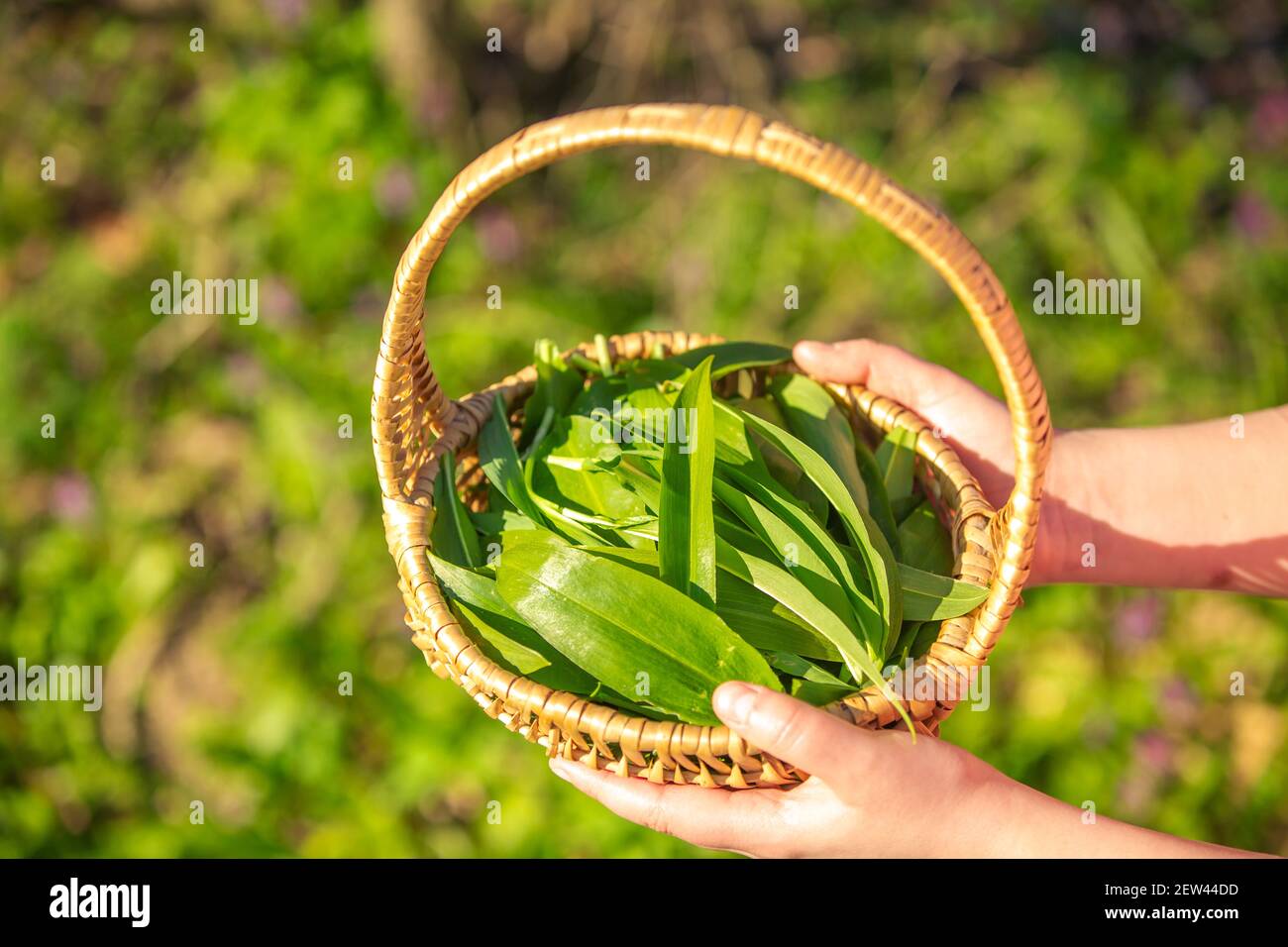 Giovane donna che raccoglie fresco, aglio bio-orso, allium ursinum nella foresta, concetto di erbalismo Foto Stock