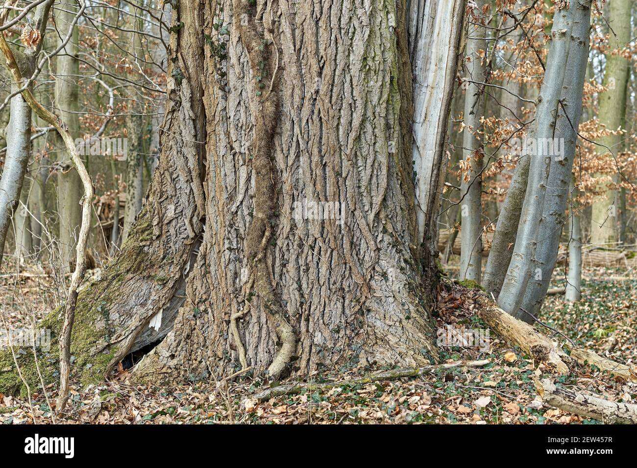 Vecchio tronco di cenere con crepe. Foto Stock