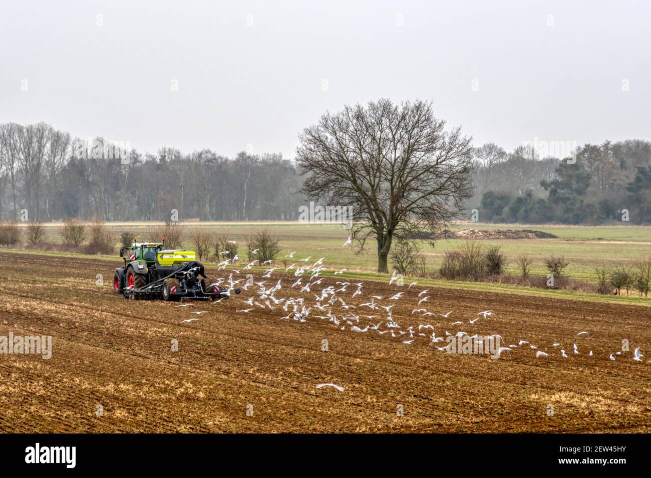 Gabbiani che seguono un trattore Fendt che traina una seminatrice diretta EasyDrill con alimentazione pneumatica Sky, lavorando in un campo Norfolk. Foto Stock