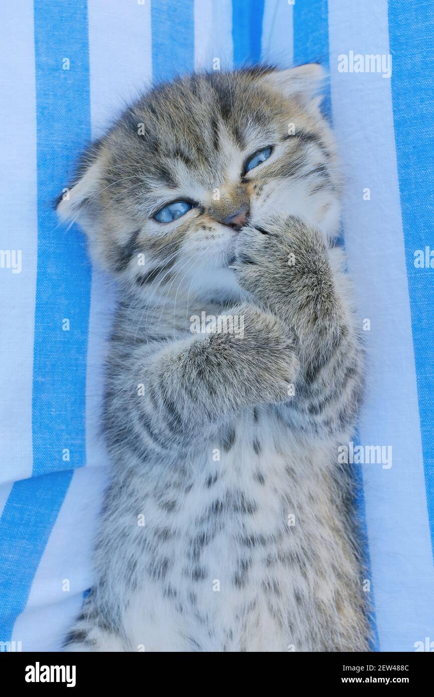 Cucciolo scozzese. Ritratto di gattino grigio. Giace sul dorso e leccò la zampa su uno sfondo a strisce blu e bianche.Pets.kitten con occhi blu Foto Stock