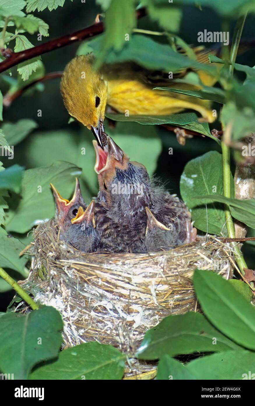 Un guerriero giallo alimenta il cowbird nel suo nido Foto Stock