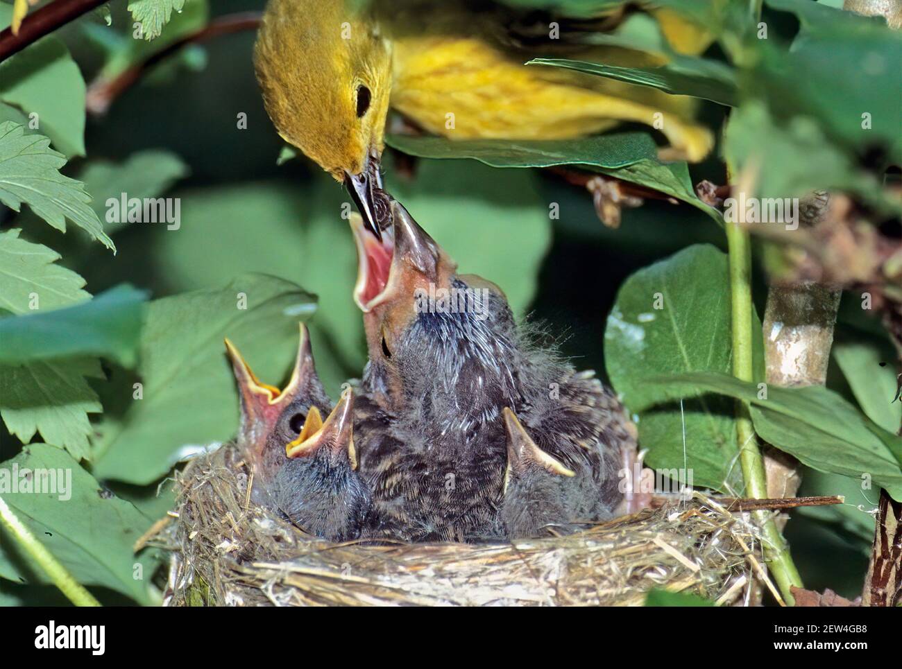 Un guerriero giallo alimenta il cowbird nel suo nido Foto Stock