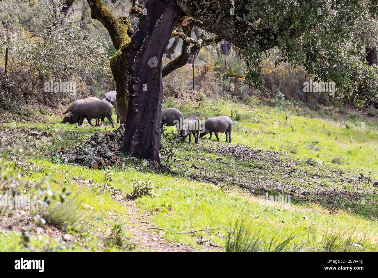 Suini iberici che pascolano nella campagna spagnola Foto Stock