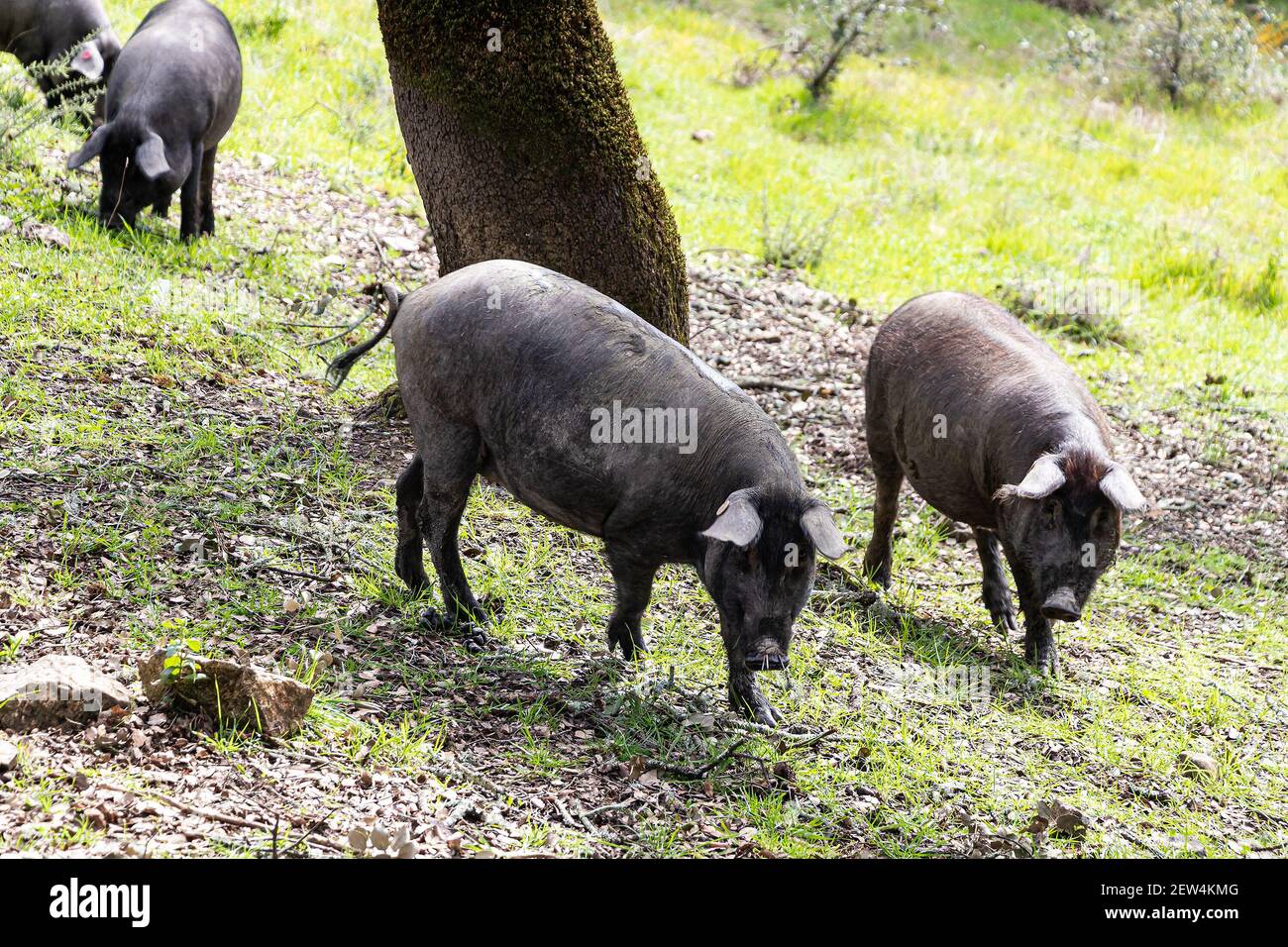 Suini iberici che pascolano nella campagna spagnola Foto Stock
