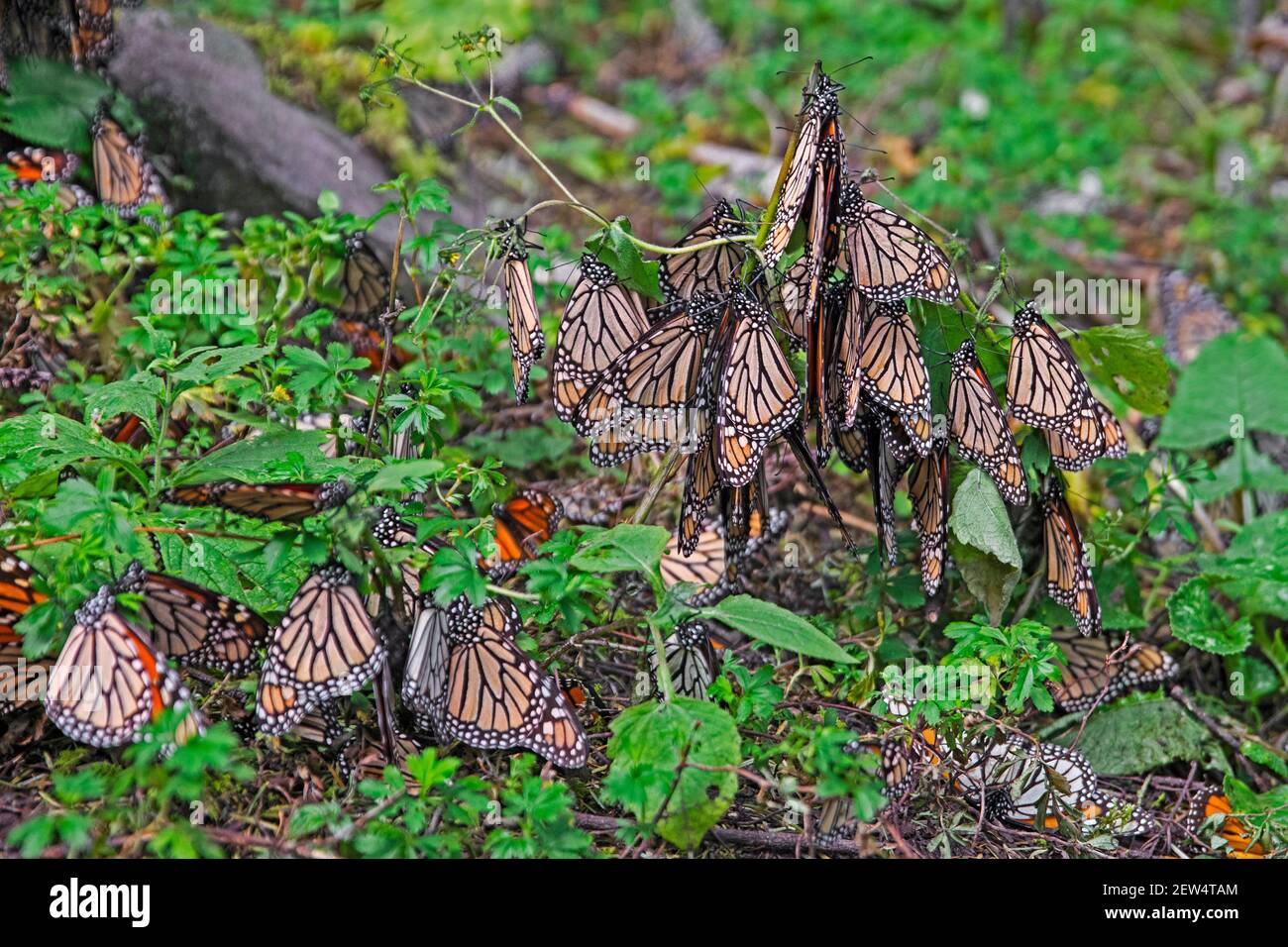 Monarchi / farfalle monarca (Danaus plexippus) che si infrangono alla Riserva della Biosfera delle Farfalle Monarch vicino ad Angangueo, Michoacán, Messico Foto Stock