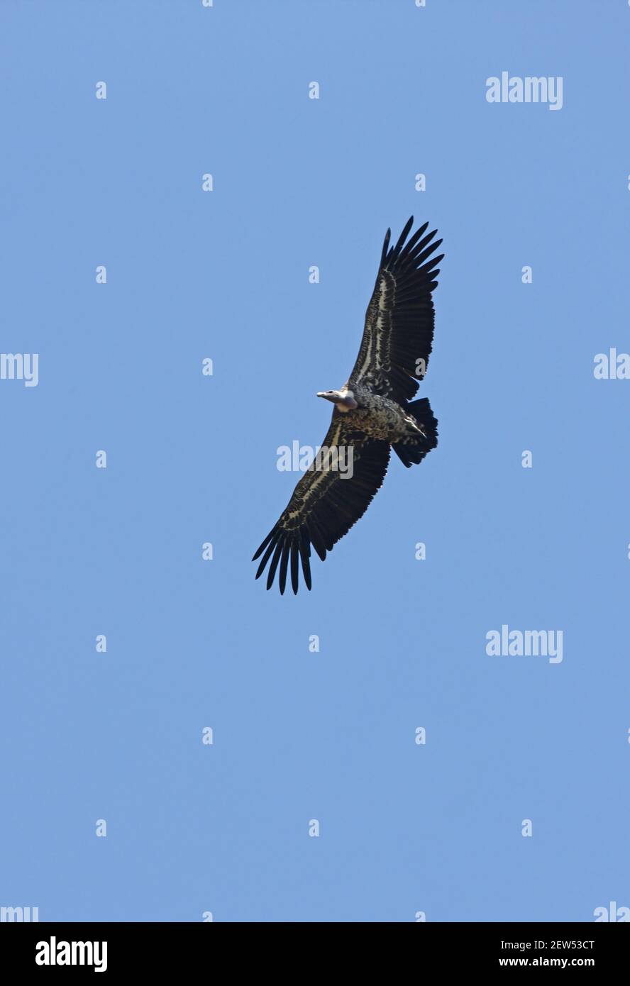 Ruppell's Vulture (Gyps rueppellii rueppellii) adulto in volo Hell's Gate NP, Kenya Novembre Foto Stock