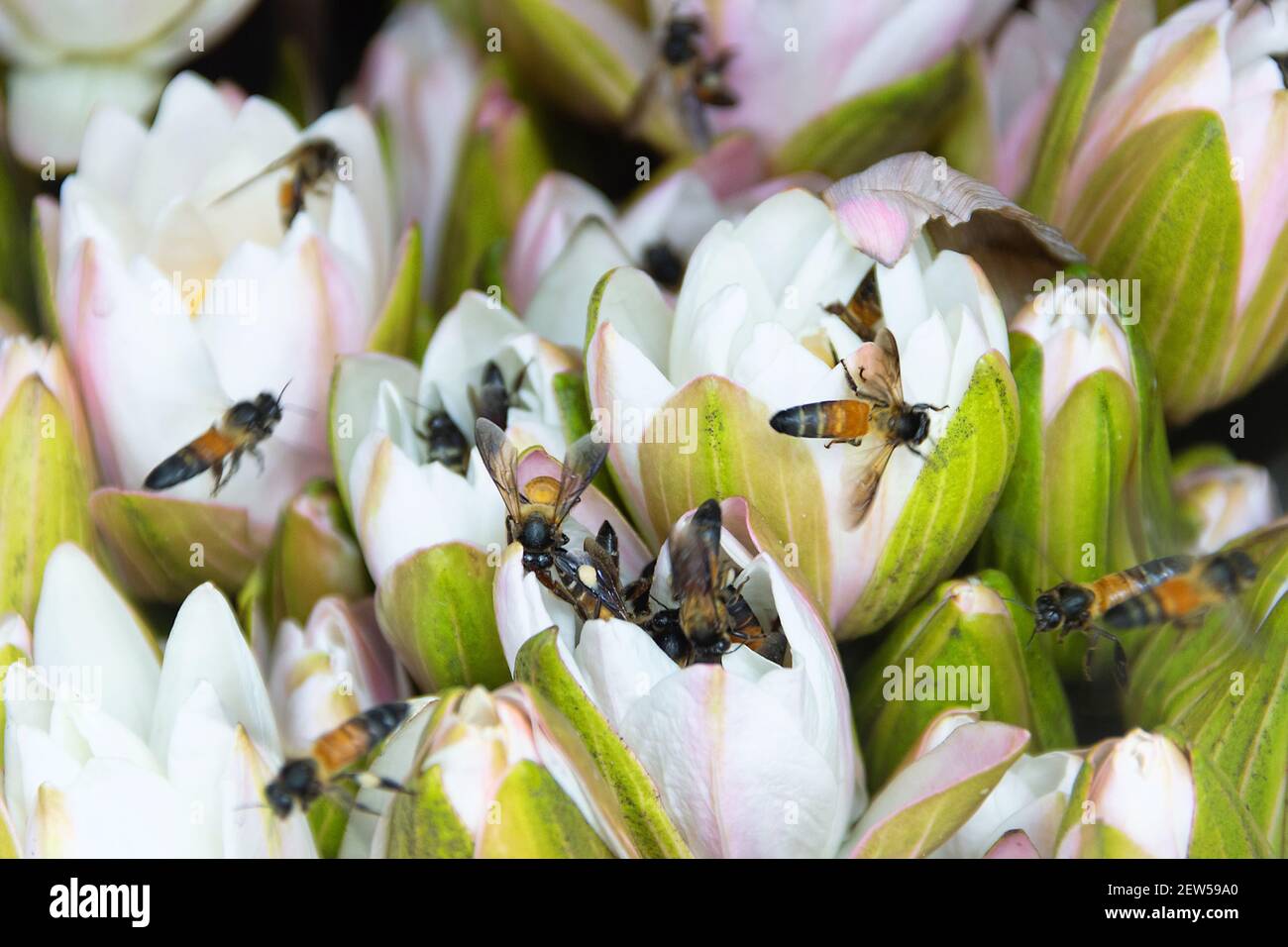 I gigli d'acqua e le api indiane (ape gigante, Apis dorsata) sono raccolti per la vendita e centinaia di api raccolgono il polline. Thailandia Foto Stock