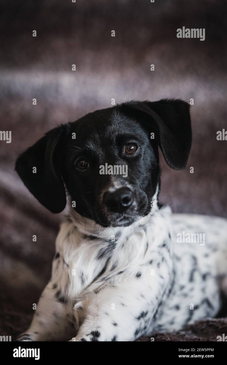 Ritratto facciale di un cucciolo di cane femminile avvistato attento con uno sfondo caldo Foto Stock