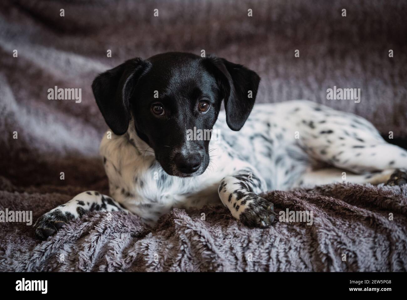 Ritratto di un triste cucciolo di cane femmina macchiato che riposa il divano Foto Stock