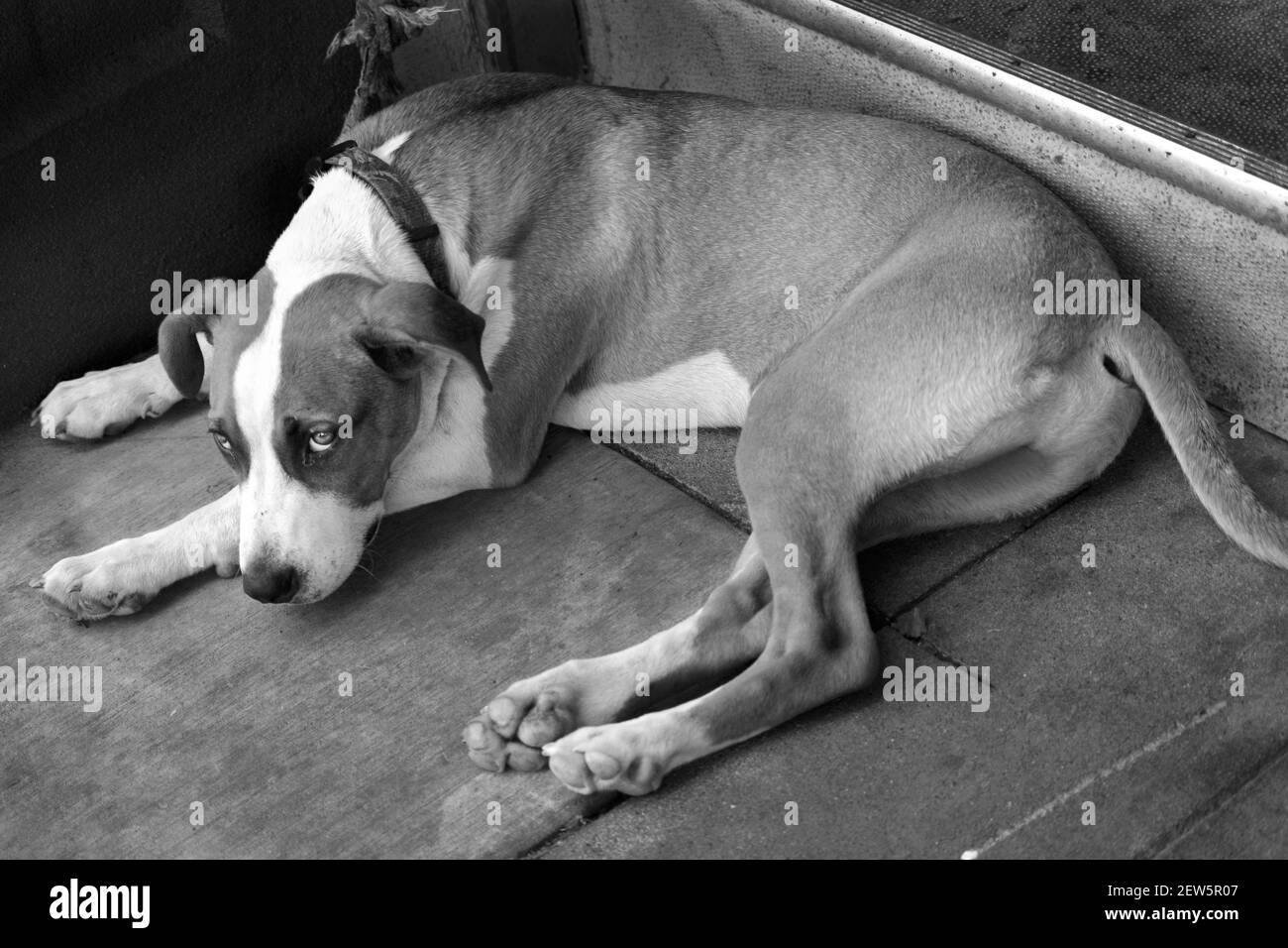 Un cane che viaggia con un senzatetto si trova su un marciapiede ad Ashland, Oregon. Foto Stock