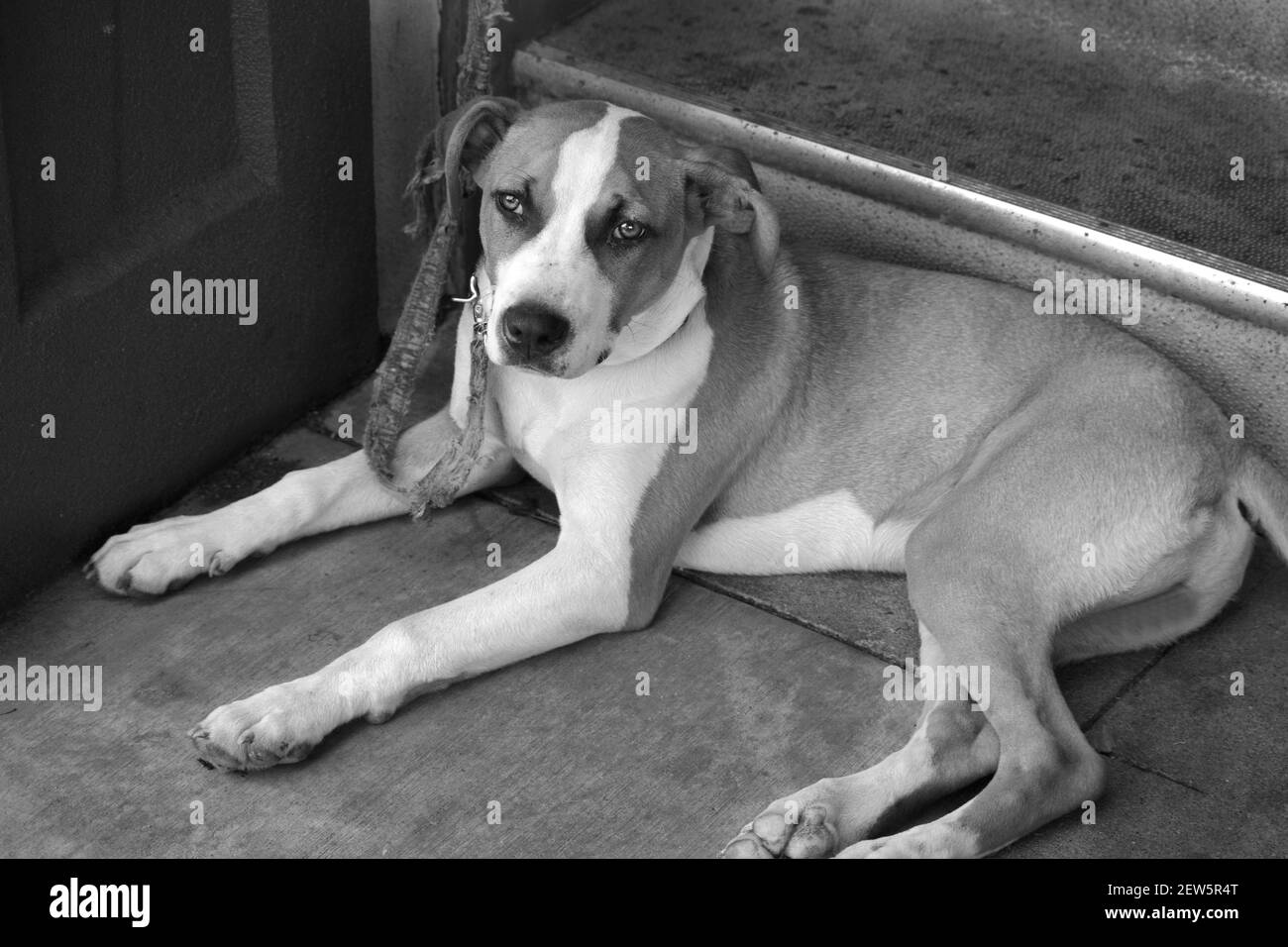 Un cane che viaggia con un senzatetto si trova su un marciapiede ad Ashland, Oregon. Foto Stock