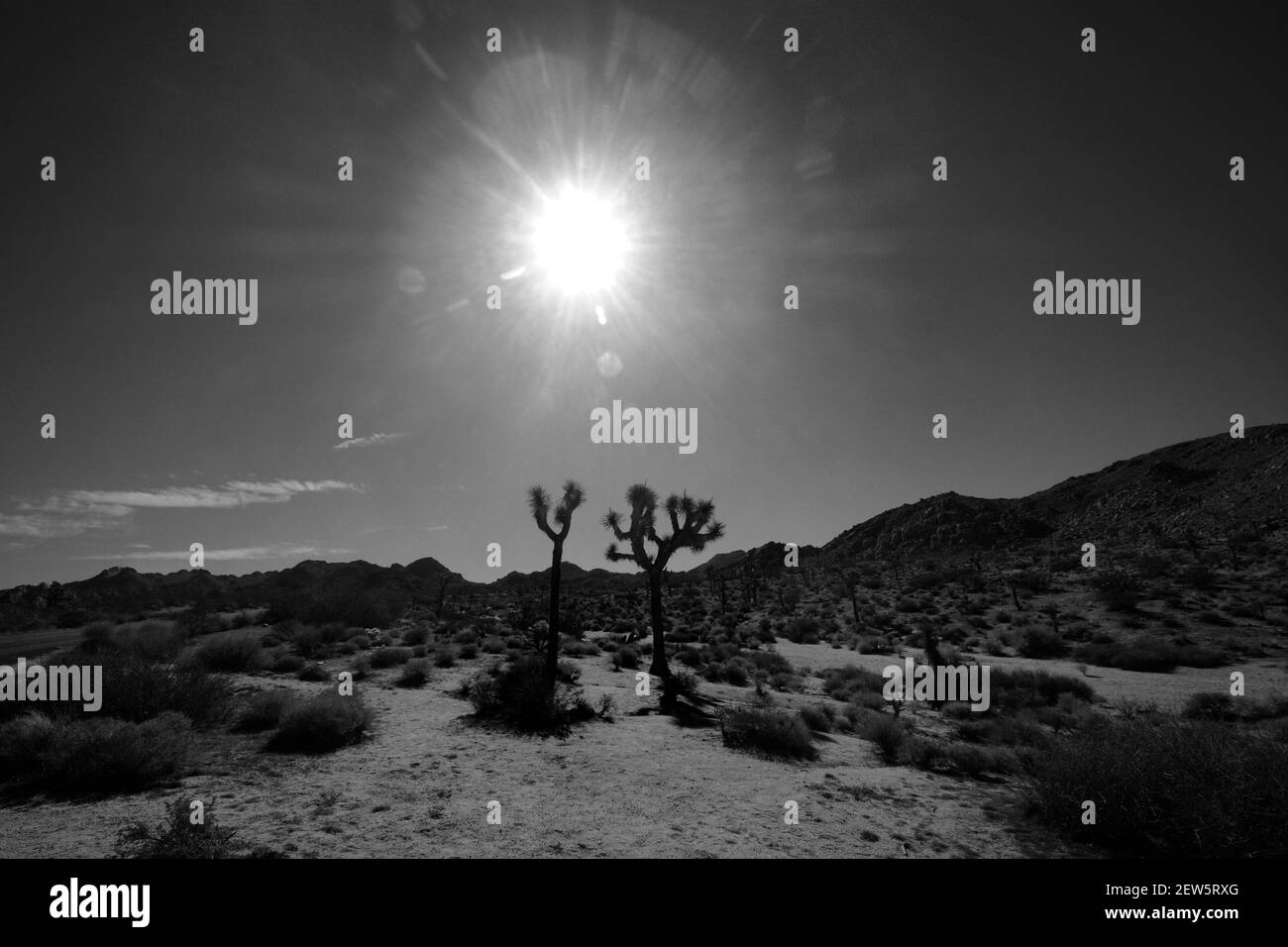 Il sole del mattino splende nel cielo dietro gli alberi di Joshua nel Joshua Tree National Park, nella California meridionale degli Stati Uniti. Foto Stock
