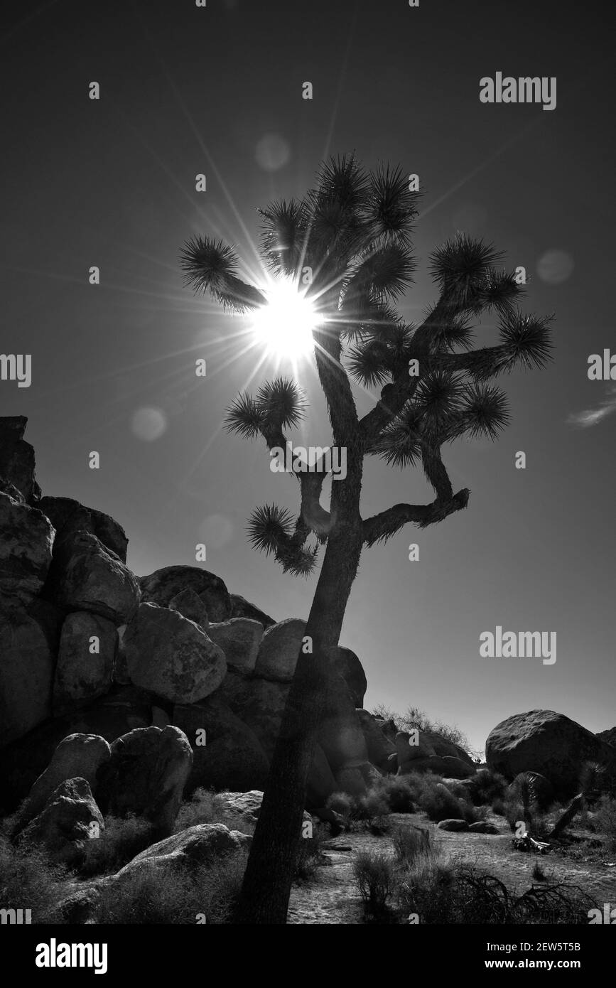 Il sole del mattino splende dietro un albero di Joshua nel Joshua Tree National Park, nella California meridionale degli Stati Uniti. Foto Stock