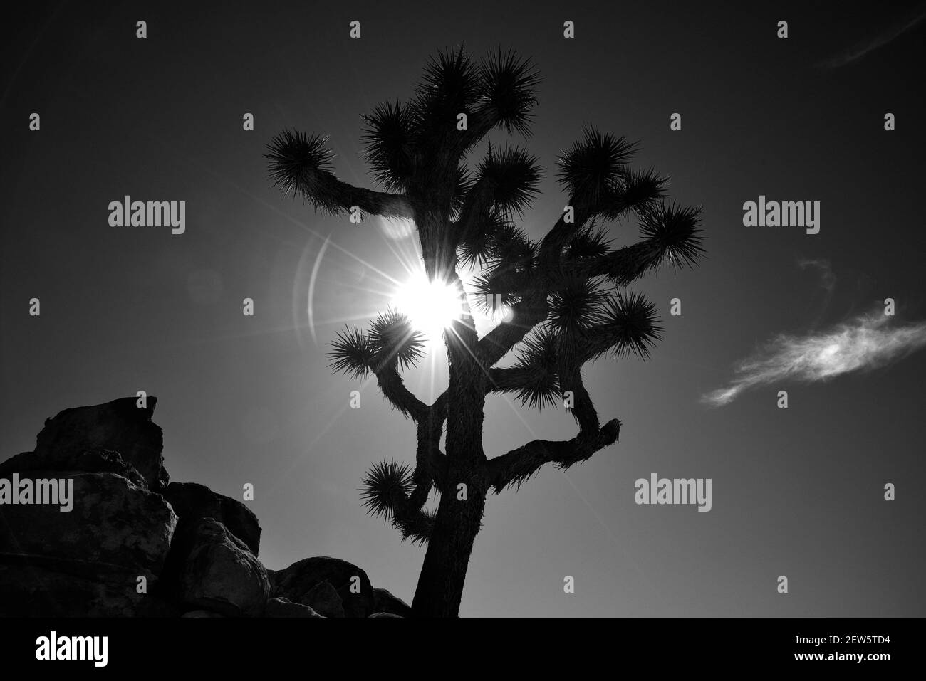 Il sole del mattino splende dietro un albero di Joshua nel Joshua Tree National Park, nella California meridionale degli Stati Uniti. Foto Stock