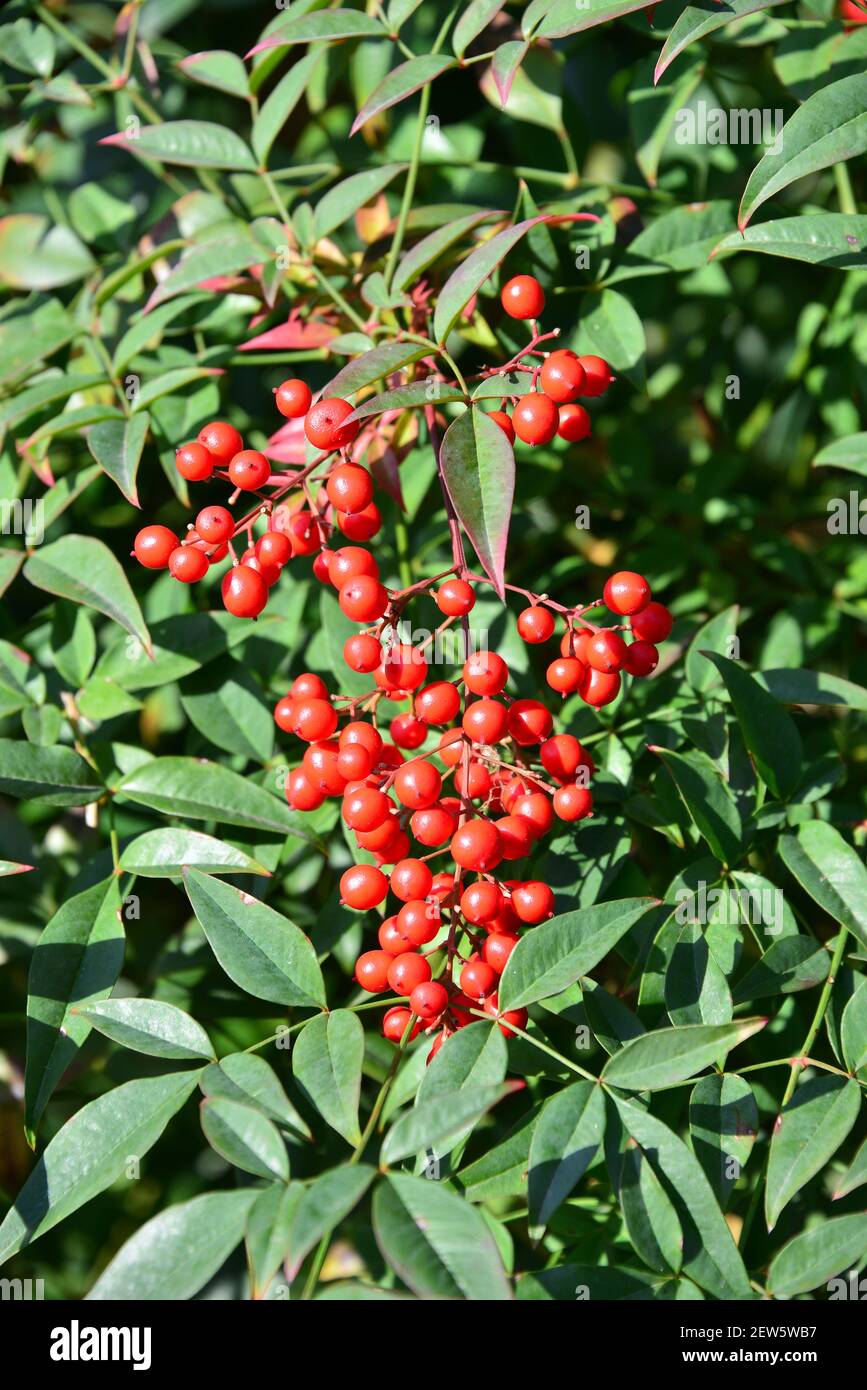 Himmelsbambus, Nandine, Nandina domestica, japánszentfa Foto Stock