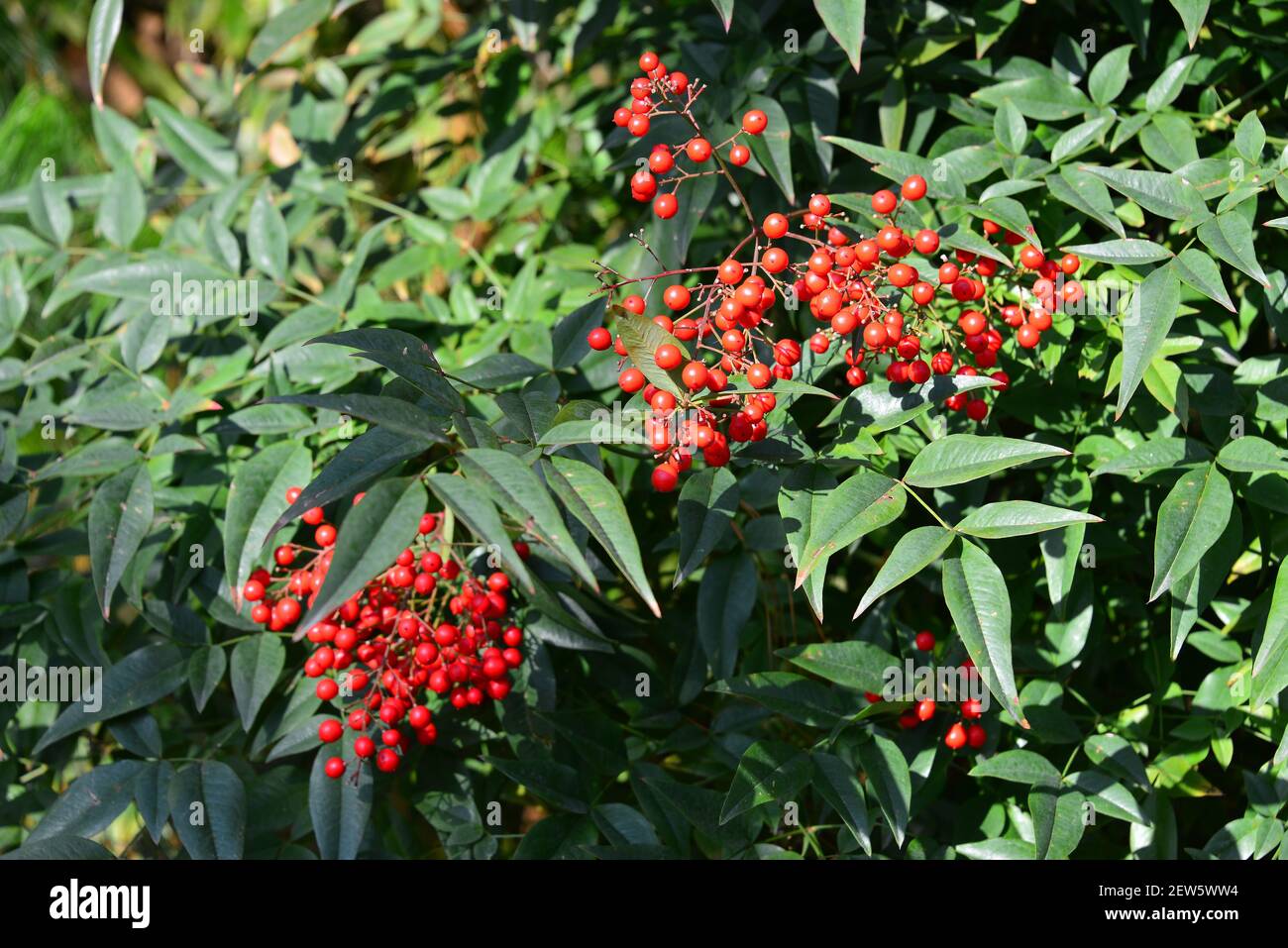 Himmelsbambus, Nandine, Nandina domestica, japánszentfa Foto Stock