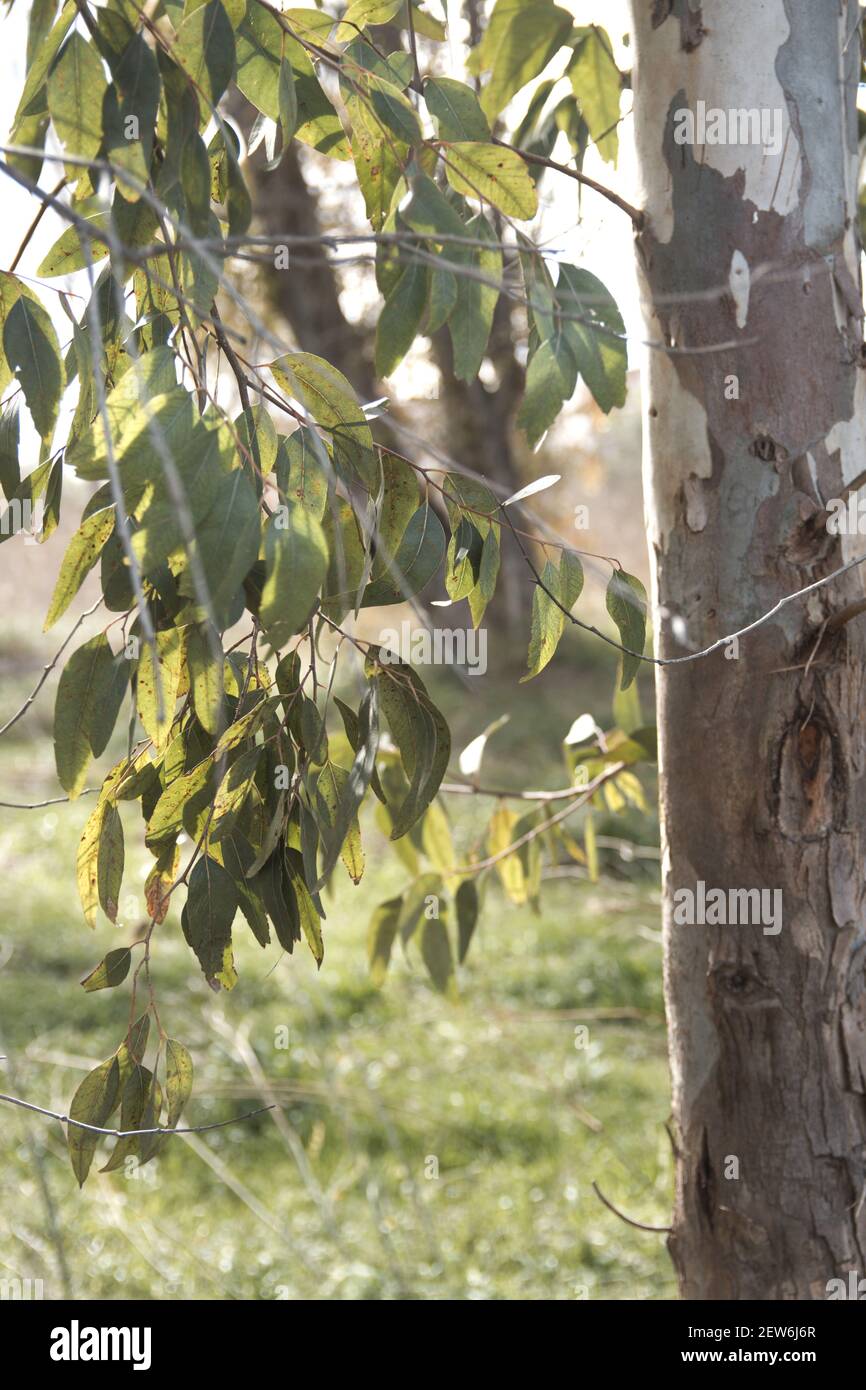 Immagine verticale della parte inferiore di un albero di eucalipto mostra una parte del tronco e una parte di esso rami con foglie verdi Foto Stock