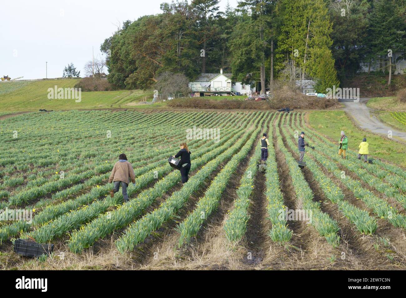 I lavoratori raccolgono narcisi nei campi di Saanich centrale sull'isola di Vancouver. Foto Stock