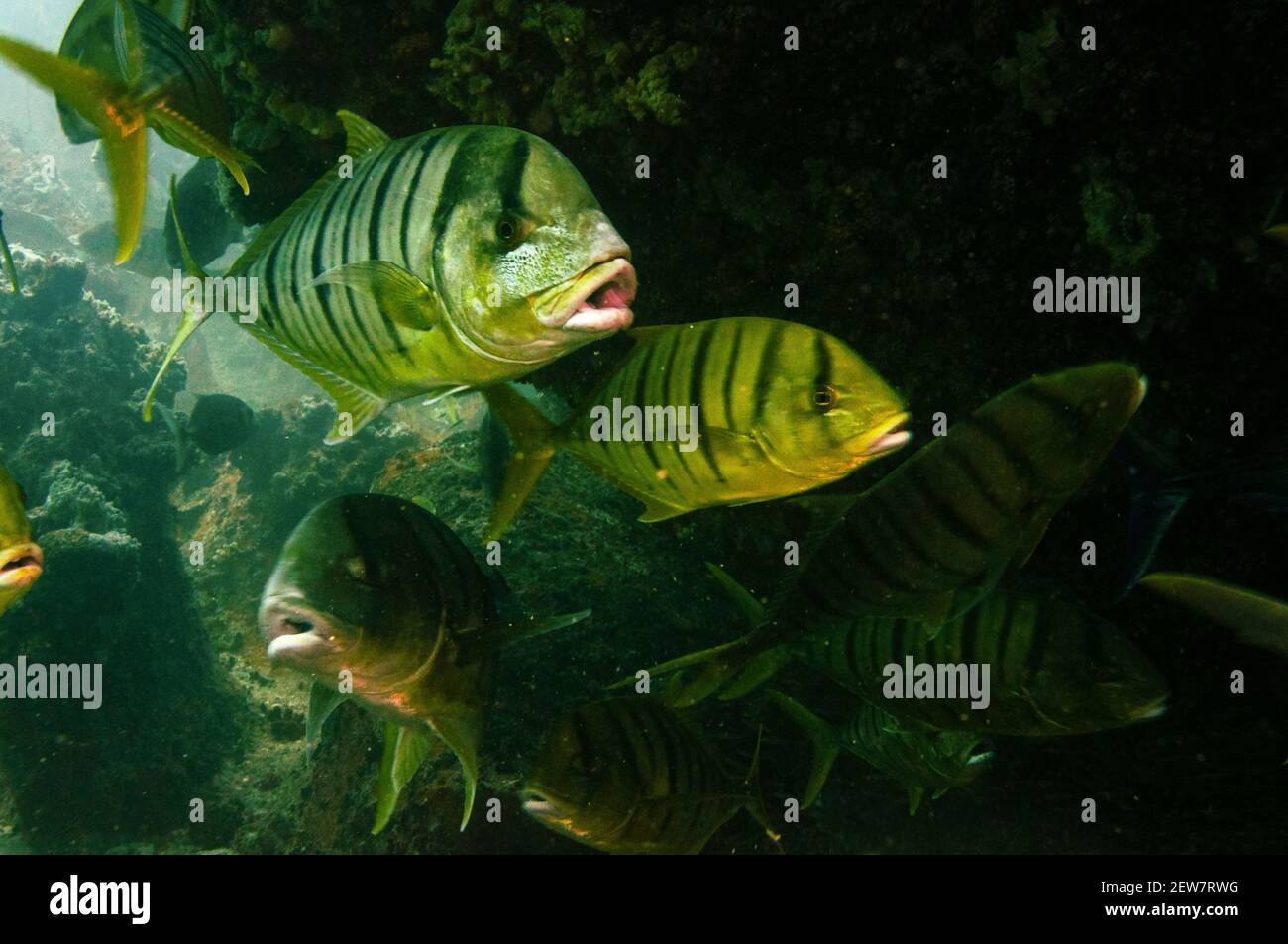 Nuoto tropicale giallo pesce Golden Trevally, Gnathanodon speciosus, Seychelles. Foto Stock