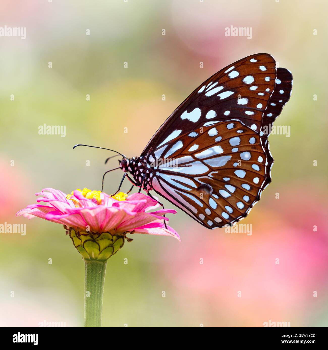 Farfalla Blue Tiger o Tirumala limniace su fiore rosa Zinnia con sfondo bokeh chiaro e colorato Foto Stock