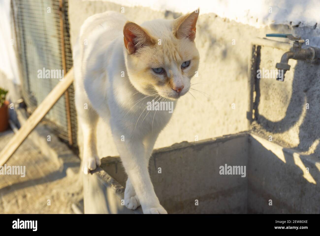 occhi blu punto rosso gatto siamese Foto Stock