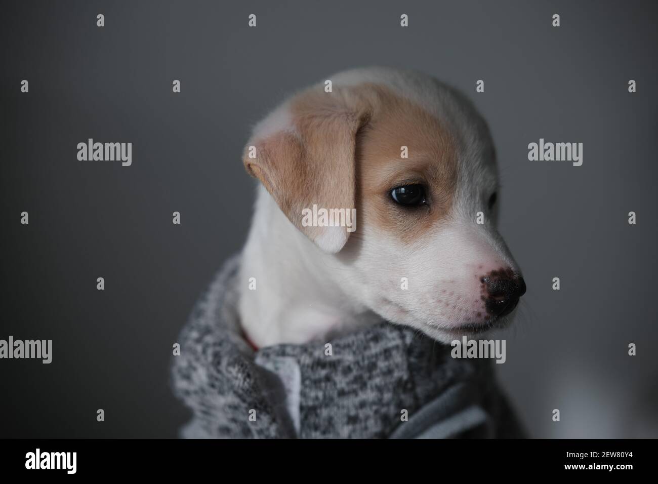 Ritratto oscuro e triste di un giovane cucciolo carino femminile indossare un pullover Foto Stock