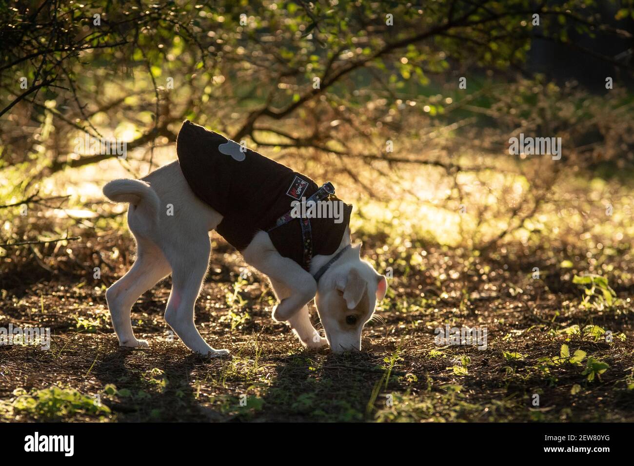 Cucciolo di cane misto giovane che indossa un maglione sniffing in campo all'alba Foto Stock